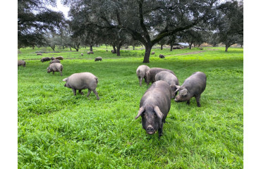 Información y cómo distinguir el cerdo ibérico.